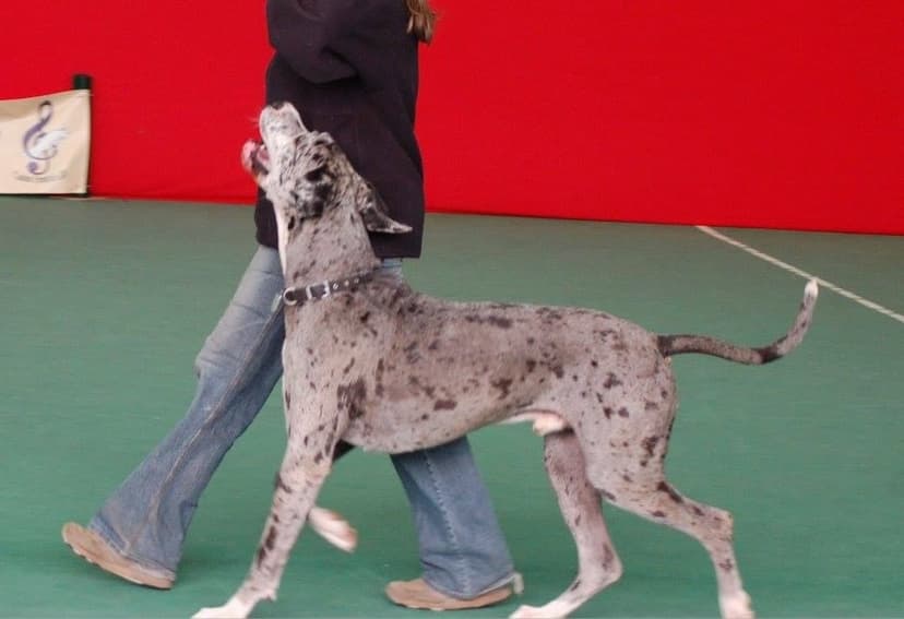 Dog performing freestyle routine