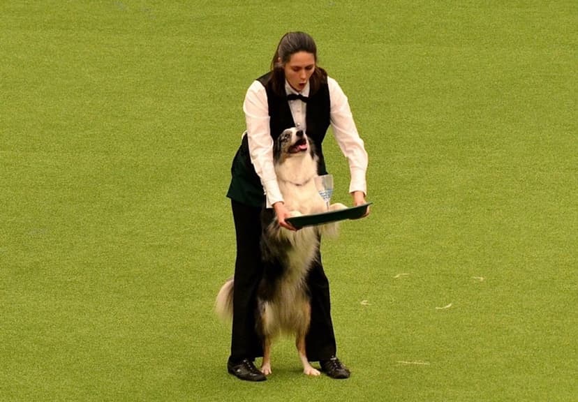 Dog training session